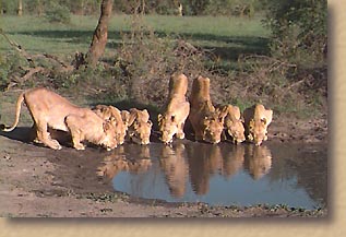 Pride of lions quenching their thirst
